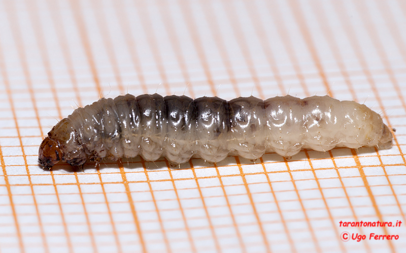 Larva tra le castagne, la faccio crescere...?